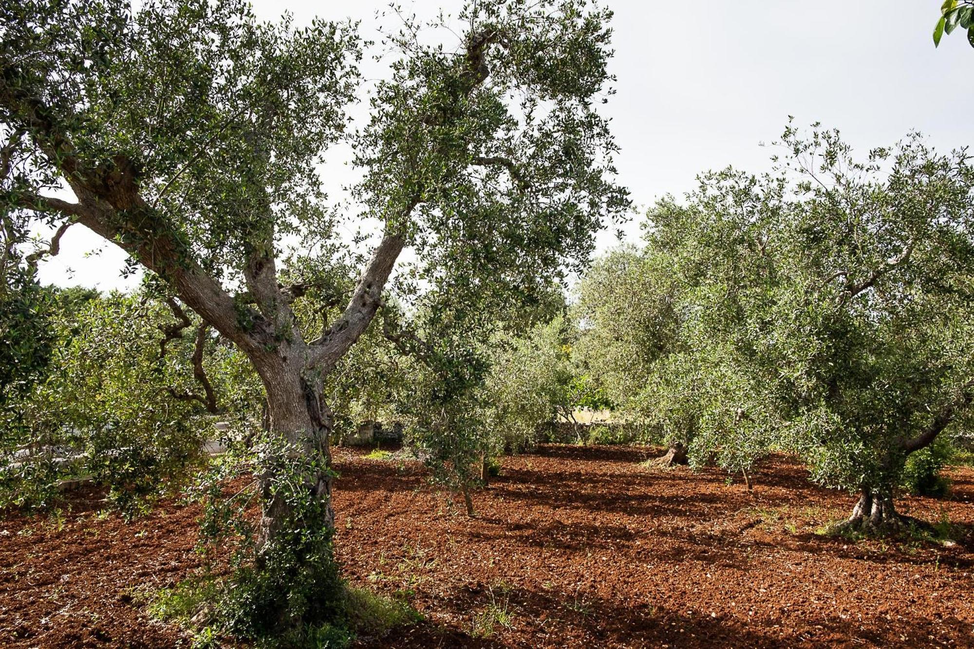 Villetta Da Zio Marcello Ostuni Exterior foto